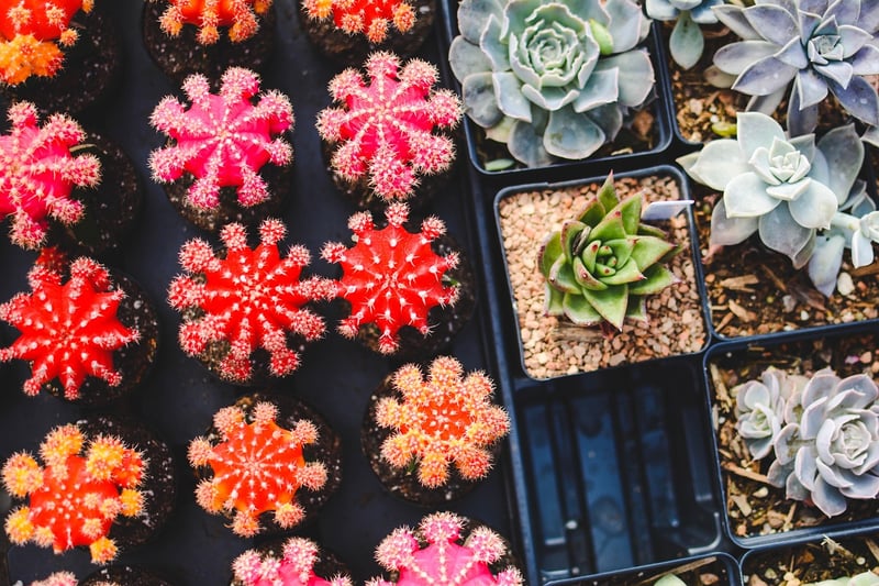 Edible Garden Varieties